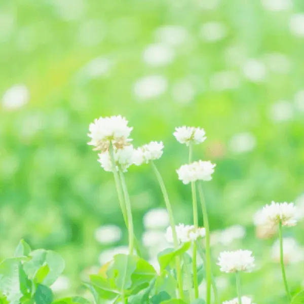 merit.02環境にやさしい選択